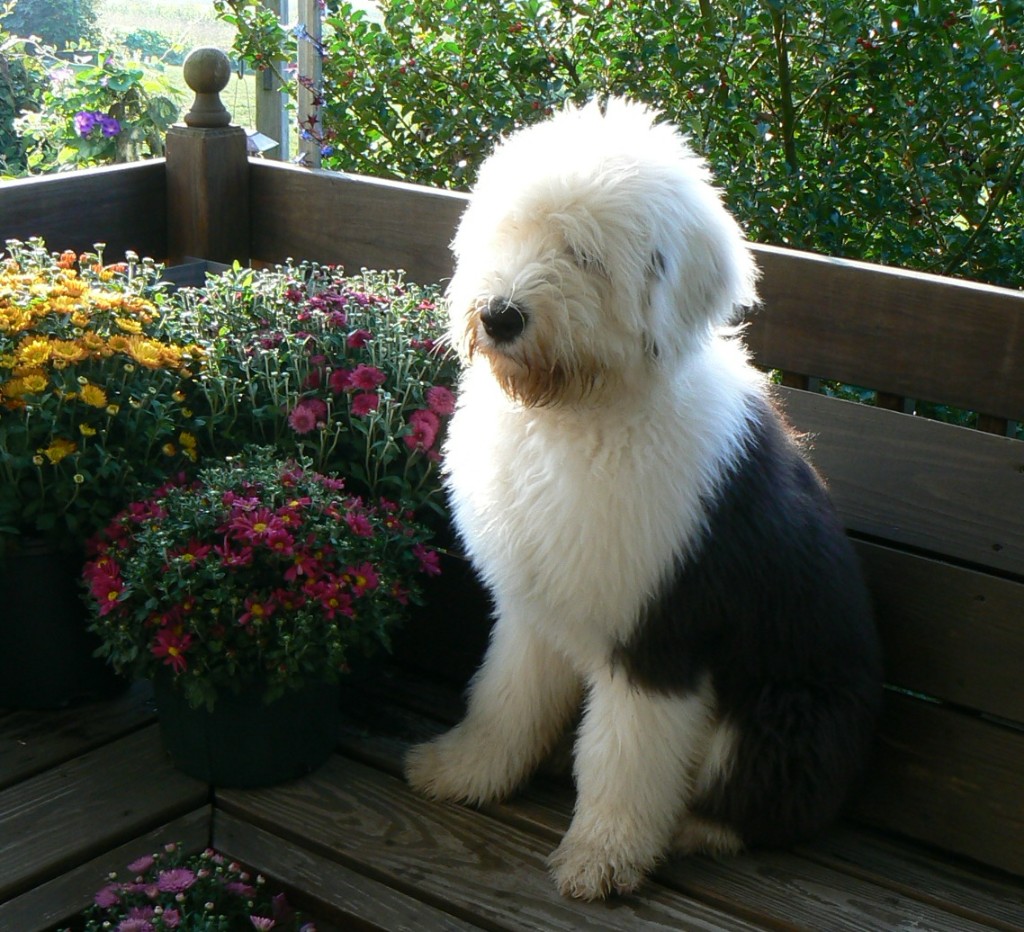 Brady, Renie's Old English Sheepdog, sitting in the garden among the flowers