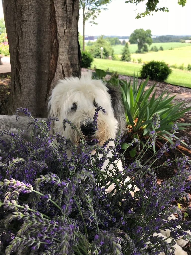 Grace, Renie's Old English Sheepdog, resting among the lavender in the garden